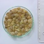 Goma-resina de incenso © empresa Albert Vieille