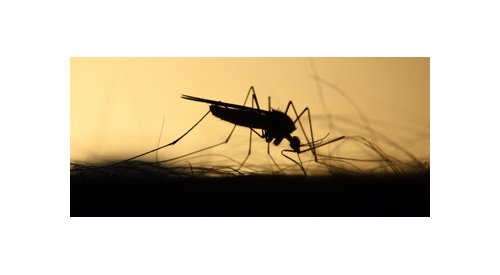 Beraca entra no segmento de repelentes de insetos