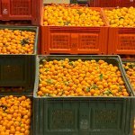 Givaudan nota aumento expressivo de perfumes com ingredientes cítricos (Foto: divulgação / Givaudan)