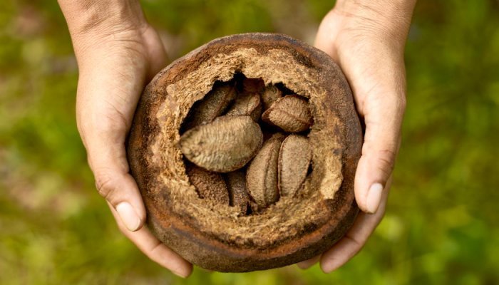 “A bioeconomia de floresta em pé é mais rentável”, diz VP da Natura
