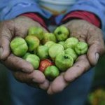 Acerolas da Fazenda Amway