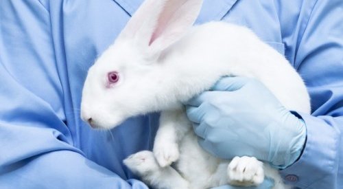 CAE aprova proibição de uso de animais em pesquisas e testes de cosméticos