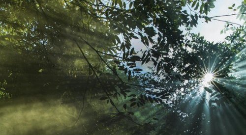 Natura &Co anuncia plano de sustentabilidade para os próximos 10 anos