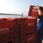 Açaí comprado por Beraca