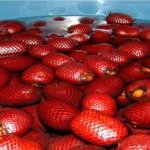 Buriti - Photo credit Afonso Rabelo, INPA