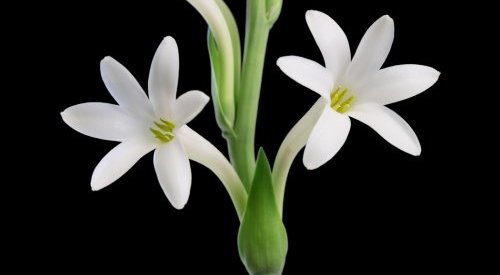 Parceria entre L'Oréal e Cosmo busca desenvolver método de extração sustentável