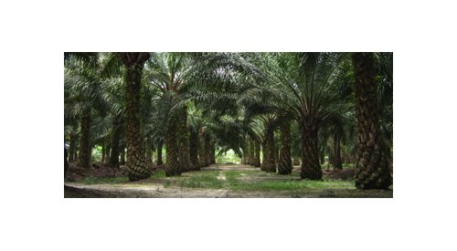 BASF manufacturing unit in South America gets RSPO certification