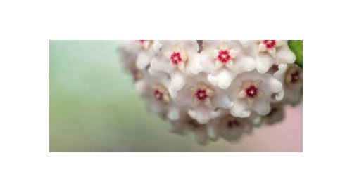 Silab uses flowers to take care of skin's microbiome