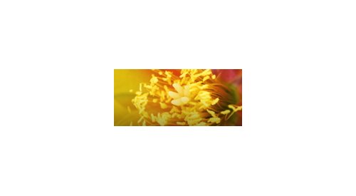 Ingredientes ativos: A Hallstar adquire a Oléos