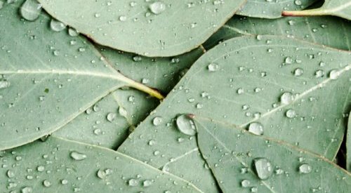 Lubrizol firma parceria com a Suzano para criar ingredientes sustentáveis