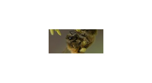 Própolis de abelha pode reverter queda de cabelo