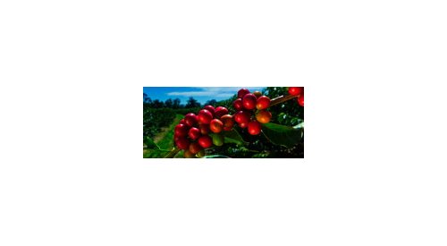 Brazil's largest coffee producer makes foray into beauty industry