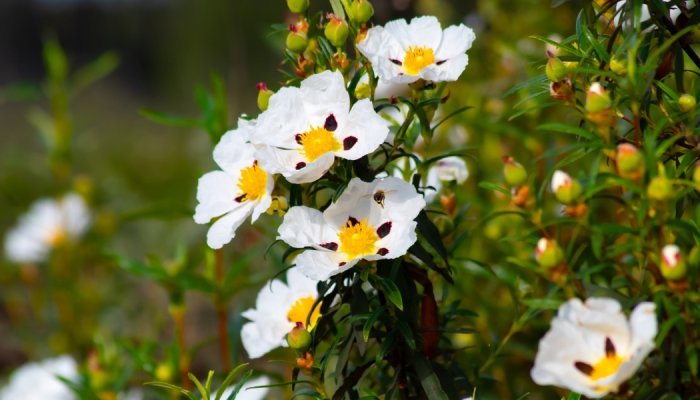 Givaudan revela um novo absoluto de ládano para perfumes