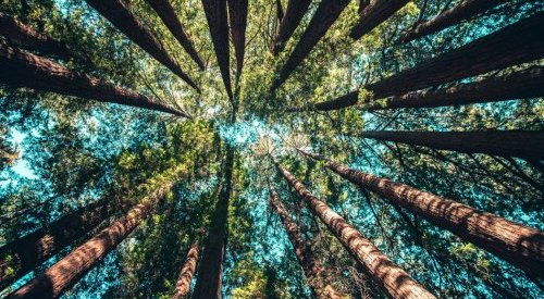 Ever Green aposta na produção mais sustentável 