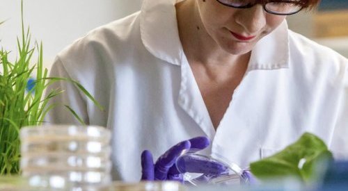 P&G Beauty compartilha guia para o uso seguro de ingredientes botânicos