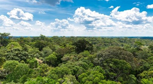 Natura cria projeto de financiamento para impulsionar bioeconomia na Amazônia