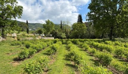 Mane lança jardim experimental dedicado a plantas aromáticas e fragrâncias