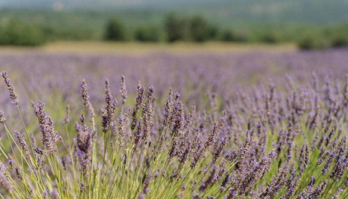 Os bastidores da produção de lavanda e lavandim na região de Provence