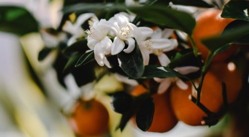 Na FCE Cosmetique, a Vollmens questiona a lucidez do mundo dos perfumes