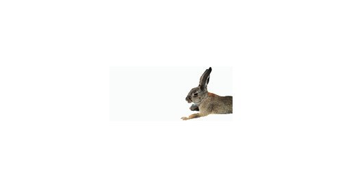 ANVISA approves alternative methods to animal testing