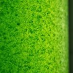 © BiotechMarine e Heos Marine