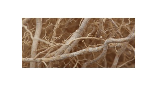 Vetivyne da Givaudan, aliança entre cosméticos e perfumes