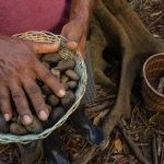 Mais de 11 mil famílias na Pan-Amazônia são beneficiadas pela cadeia da Natura