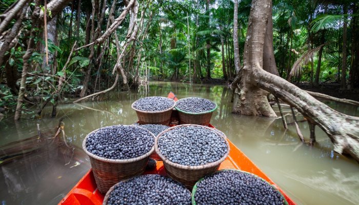 Brasil declarou o açaí um dos frutos nacionais para combater a 'biopirataria'