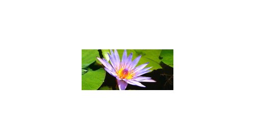 Naturex launches its Super Flowers collection in Brazil