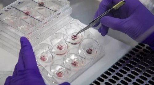 Episkin lança modelo de córnea humana para evitar testes de produtos em animais