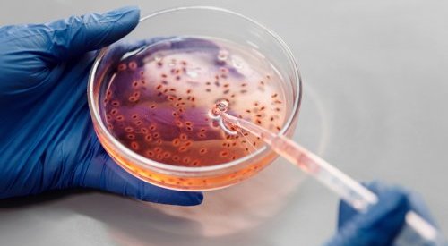 Consenso a favor da proibição federal de testes de cosméticos em animais