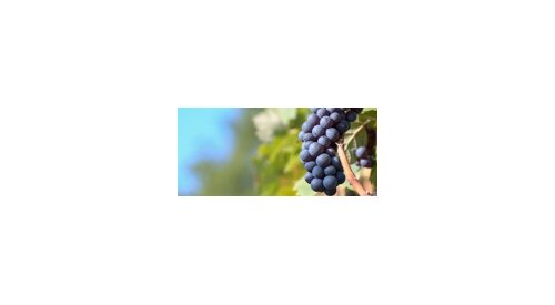 Grape compound shown to help fight acne: study