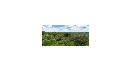 Brasil promove bioeconomia da Floresta Amazônica junto à indústria de cosméticos