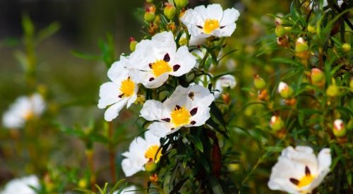 Givaudan revela um novo absoluto de ládano para perfumes