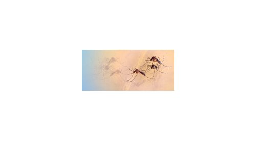 SC Johnson and IFRC join efforts to protect families from the Zika virus