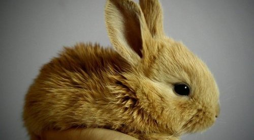 Colômbia: Congresso aprova a fim dos testes em animais para cosméticos