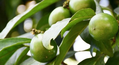 Óleo de cacay é poderoso ativo amazônico para os cuidados com a pele