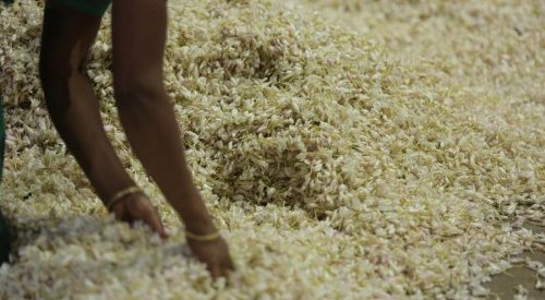 Perfumes: novo método de enfleurage da Mane sublima as notas naturais das flores