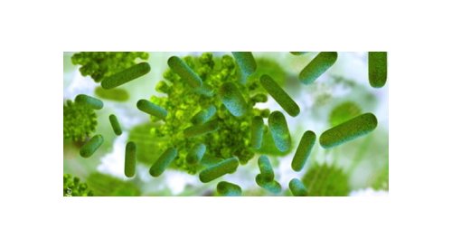 A microbiota, este protetor infinitamente pequeno, para a nossa saúde, beleza e bem estar...