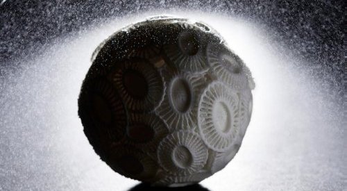 Codif lança ativo biologicamente inspirado numa alga marinha da Normandia