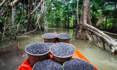 Brasil declarou o açaí um dos frutos nacionais para combater a 'biopirataria'