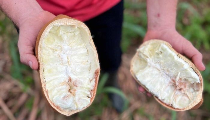 Natura inicia importação de manteiga de cupuaçu da Amazônia colombiana