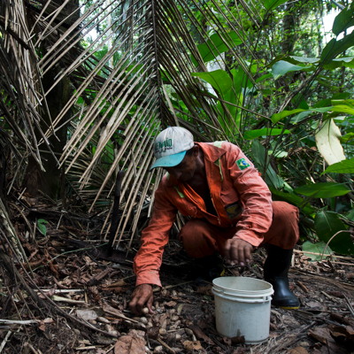 Alexandre Silva colhe sementes de murumuru na floresta amazônica. © AFP Foto...