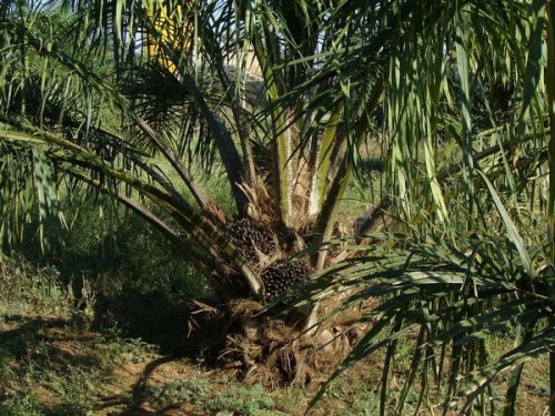 Plantação de palma