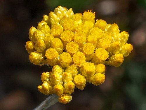 O Hydrachrysum da Wesource (Grupo Seppic) é um princípio ativo hidratante...