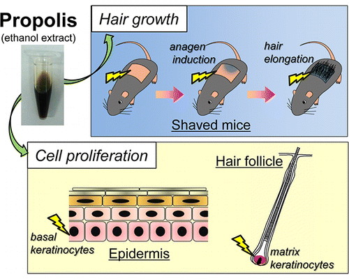 A própolis estimula a proliferação dos queratinócitos de cabelo, de acordo com...